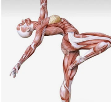 Anatomical illustration of a dancer's musculature in an arched pose